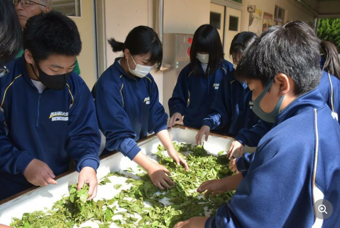 2⃣ 伊奈東中生が自校菜園で採れた茶葉の加工体験