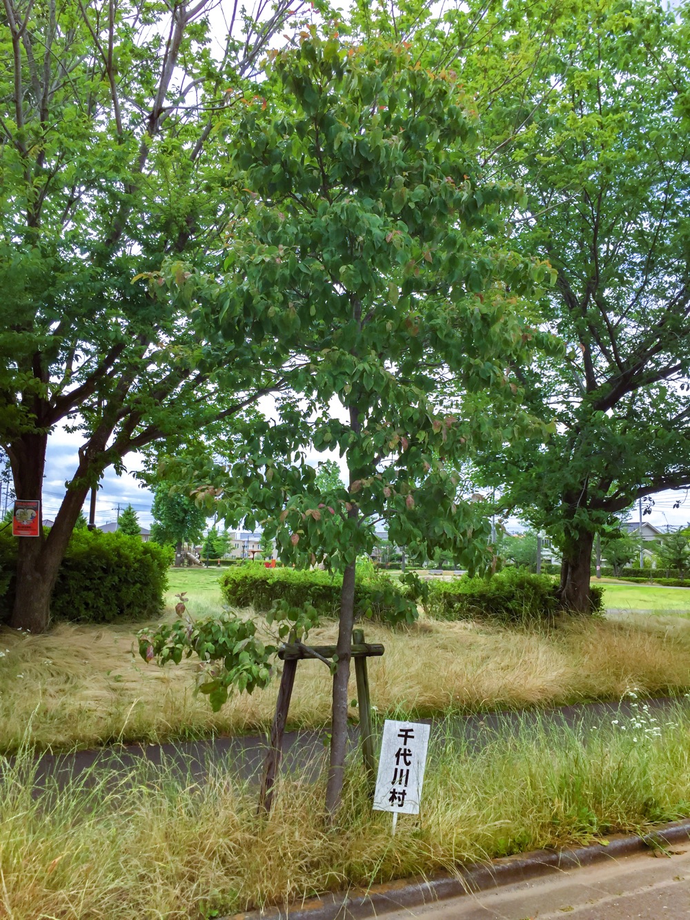 千代川村→下妻市(現在)